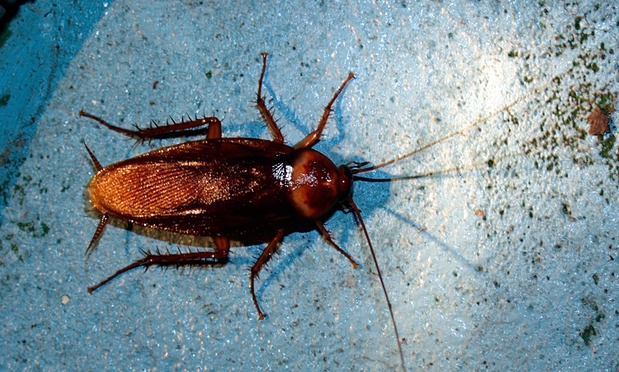 Cockroaches grind jaws five times stronger than humans - ELSiEiSY blog